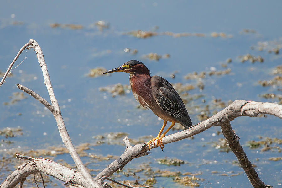 Green Heron 4 Photograph by Ronnie Maum