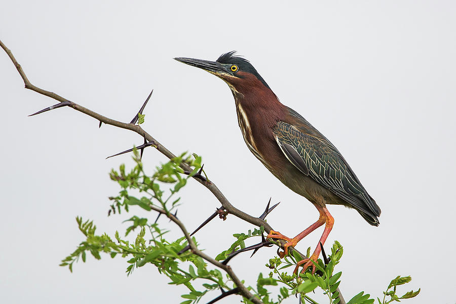 Green Heron 5 Photograph by Ronnie Maum