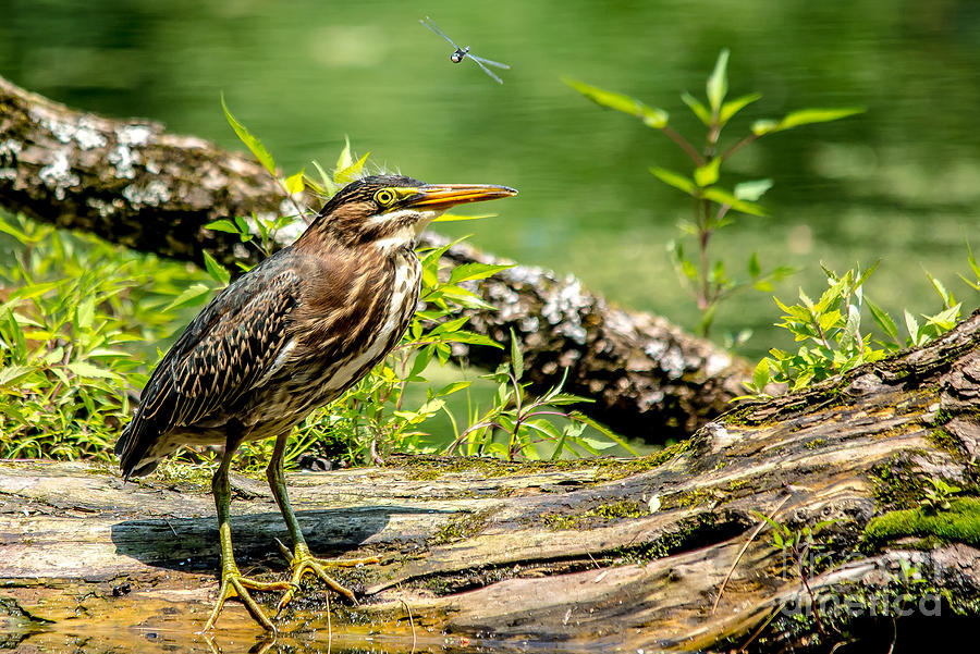 Green Heron and Dragonfly Photograph by Cheryl Baxter