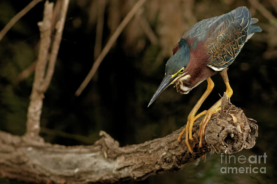 Green Heron At Work Photograph by Natural Focal Point Photography