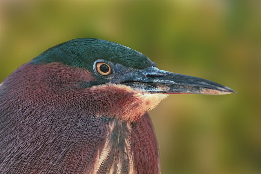 Green Heron  Photograph by Brian Cross