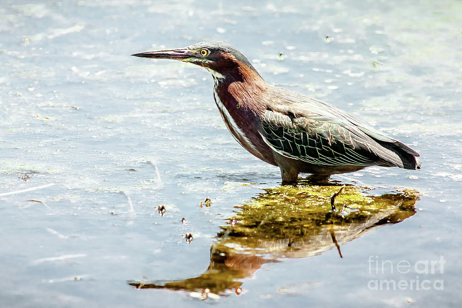 Green Heron Bright Day Photograph by Robert Frederick