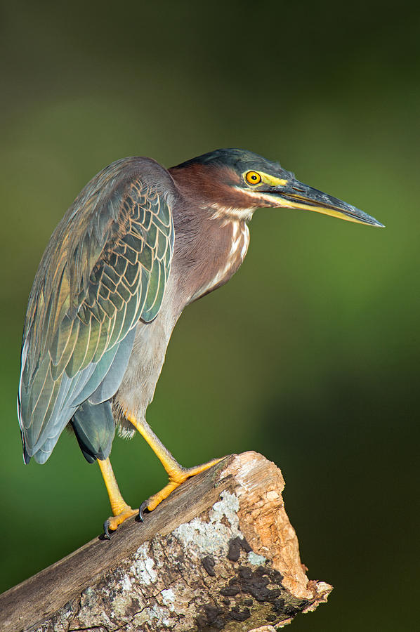 Green Heron Butorides Virescens Photograph by Panoramic Images