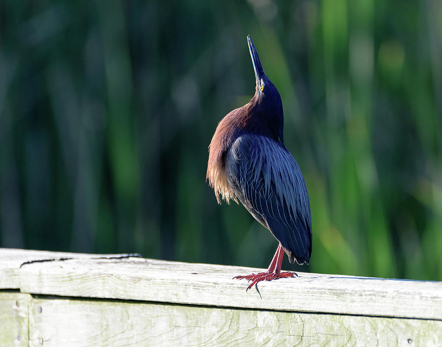 Green Heron Calling Softly in the Early Morning Photograph by Debra Martz