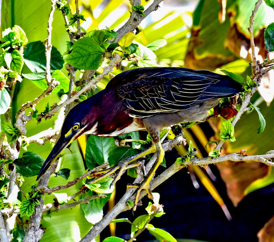 Green Heron Caribbean Bird Photograph by Amy McDaniel