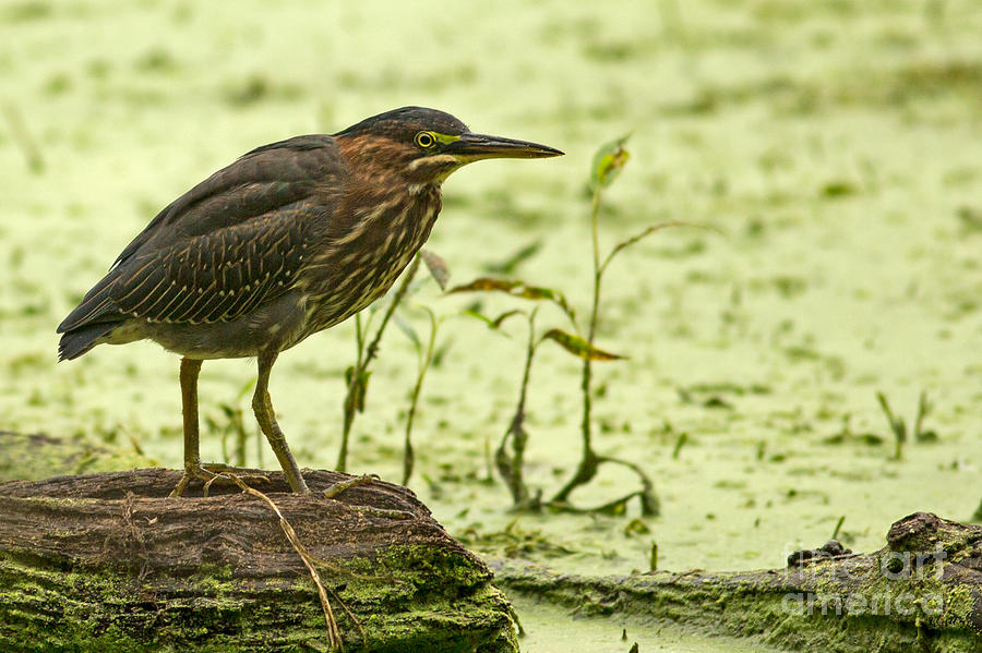 Green Heron Concentration Photograph by Natural Focal Point Photography
