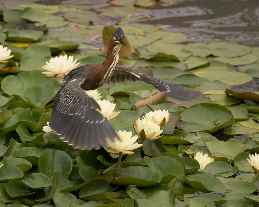 Green Heron Photograph by Ernest Echols