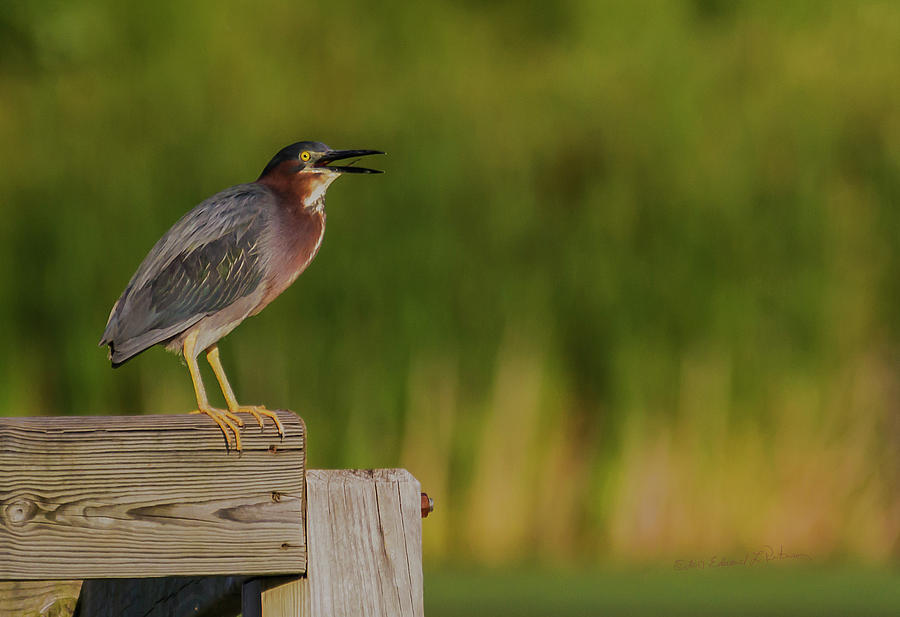 Green Heron Evening Photograph by Ed Peterson