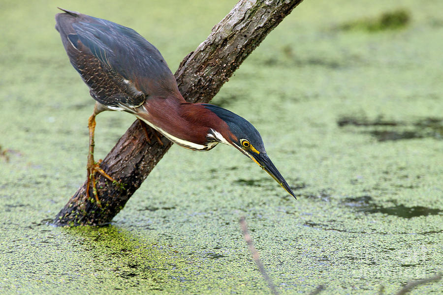 Green Heron Fishing Photograph by Rick Mann - Fine Art America