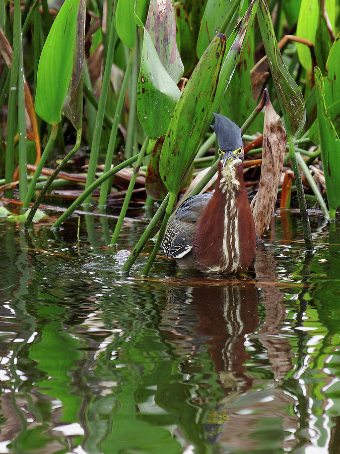 Green Heron Frontal View Raised Crest Photograph by Jill Nightingale