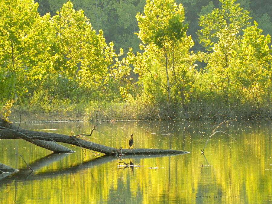 Green Backed Heron Gold Pond Photograph by Kathy Barney