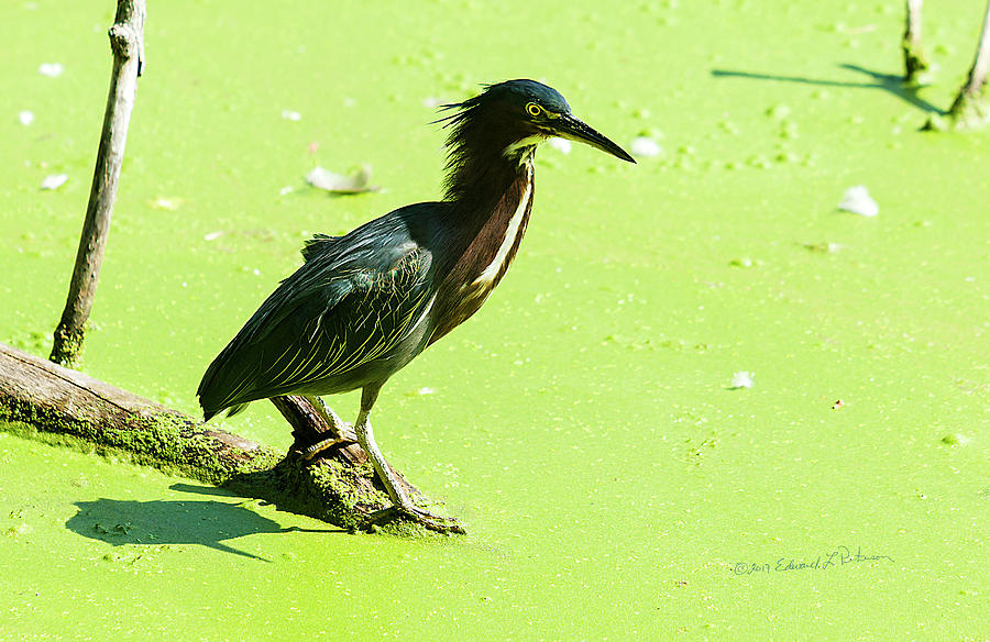 Green Heron Hunting Photograph by Ed Peterson