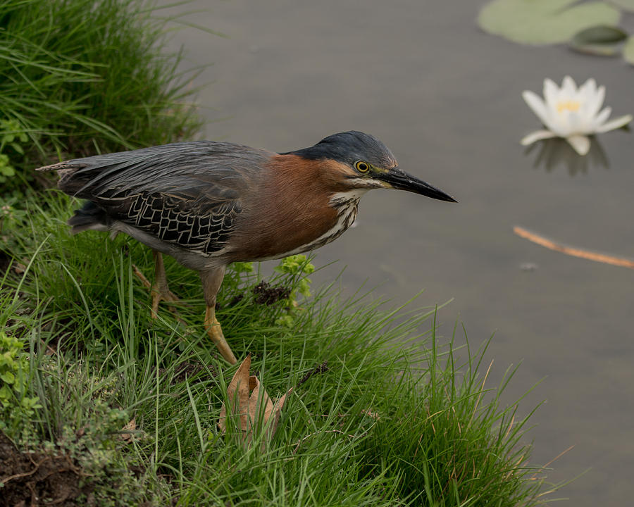 Green Heron Hunting Photograph by Ernest Echols