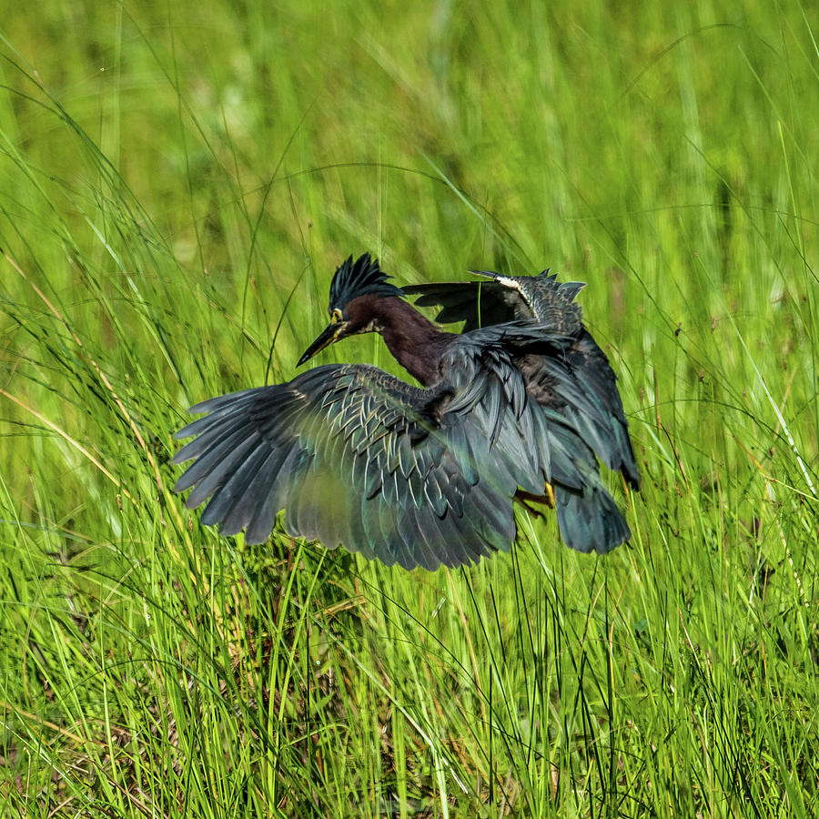 Green Heron Hunting Frogs Photograph by Paul Freidlund