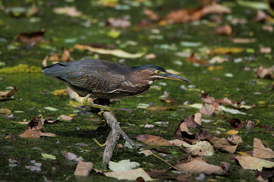 Green Heron Hunting Photograph by Gary E Snyder