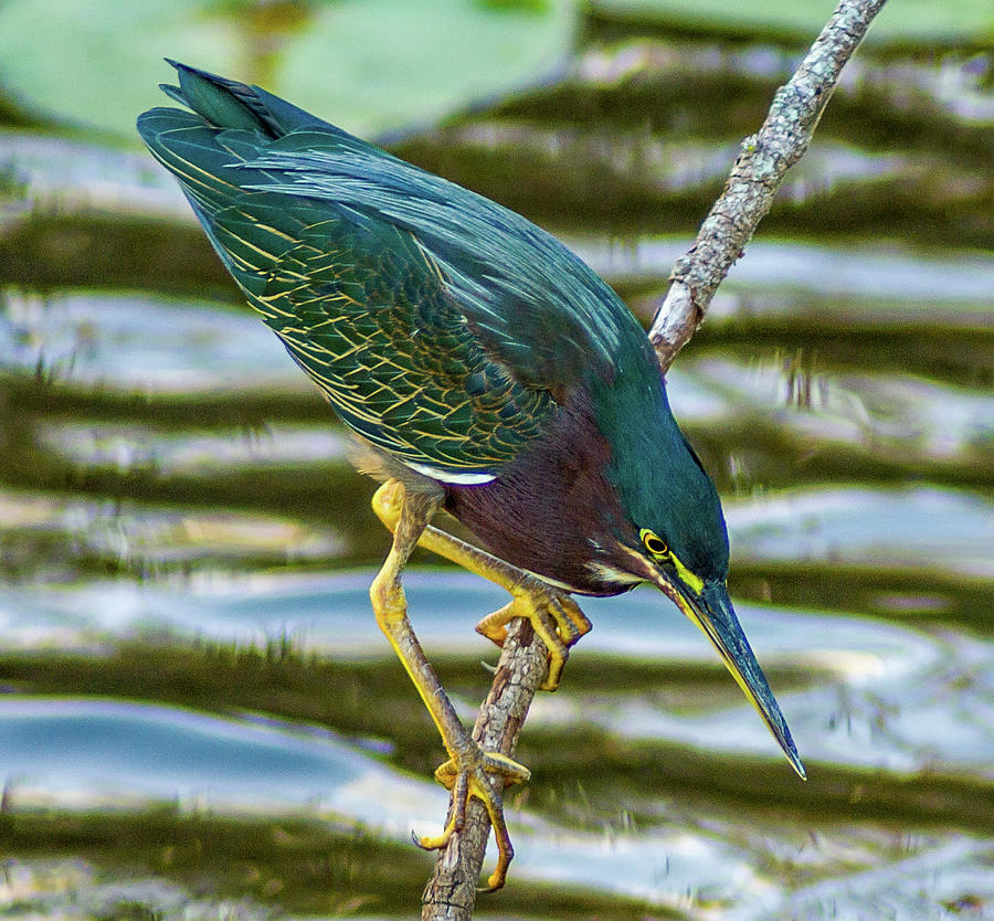 Green Heron Hunting Photograph by Jerry Cahill