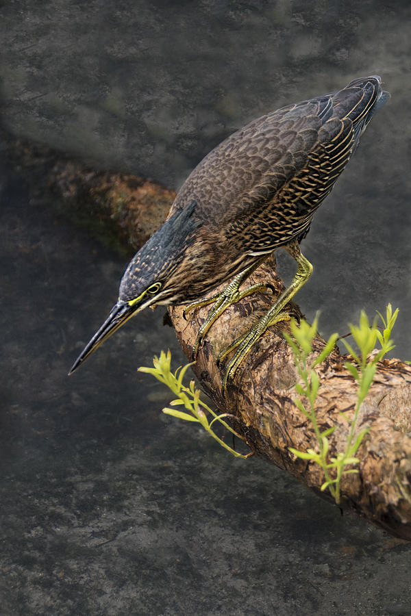 Green Heron Hunting Photograph by Mitch Spence