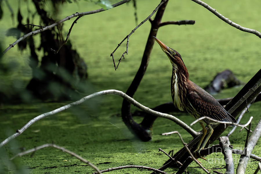 Green heron hunting  Photograph by Sam Rino