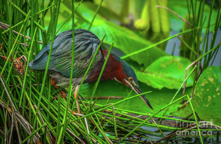 Green Heron Hunting Photograph by Tom Claud