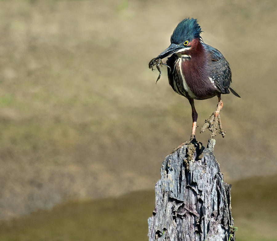 Green Heron Hunts Photograph by Art Cole