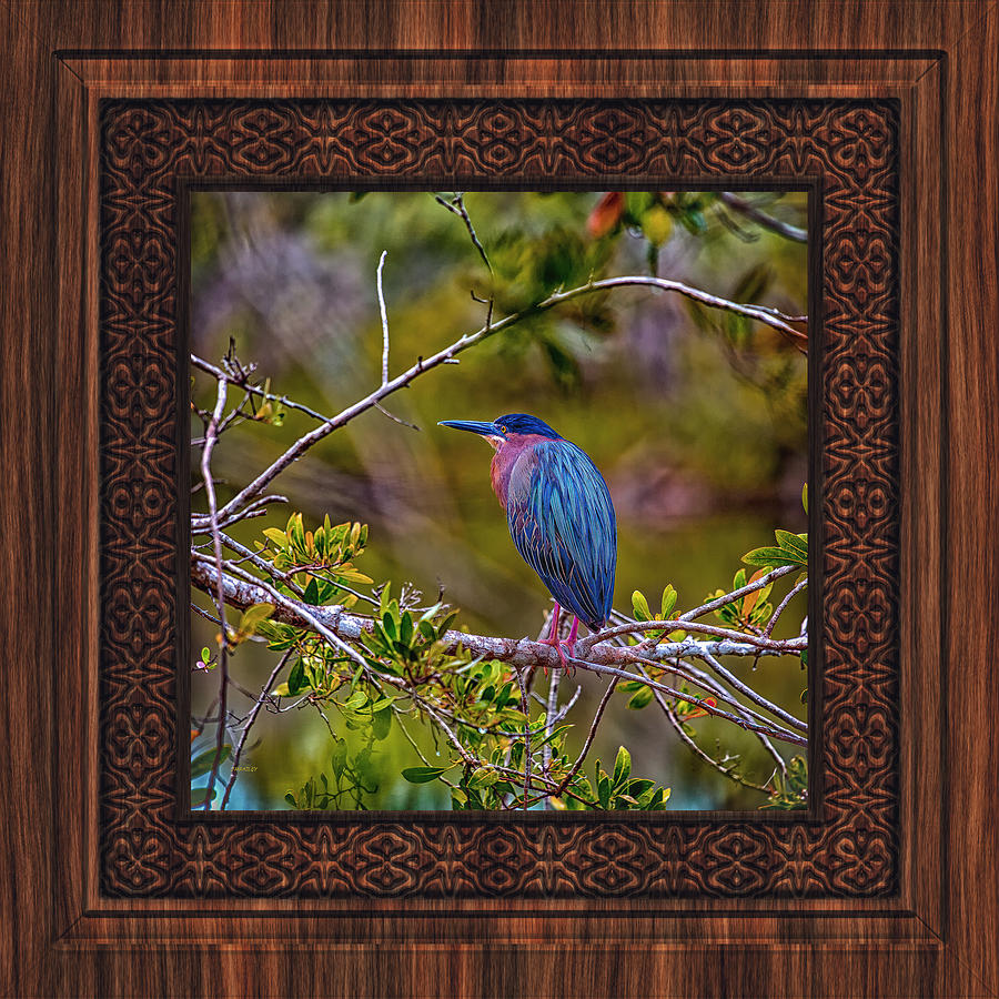 Green Heron in a Wood Frame Photograph by John M Bailey