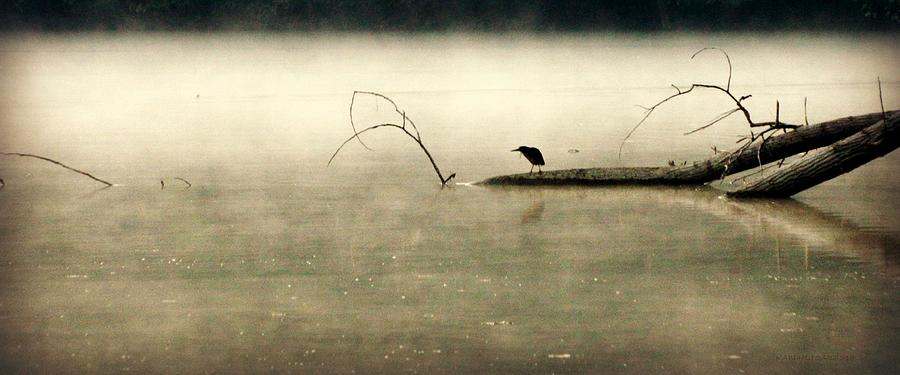 Green backed Heron in Dawn Mist Photograph by Kathy Barney