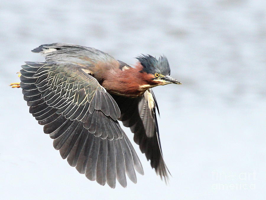 Green Heron in Flight . 7D627 Photograph by Wingsdomain Art and Photography