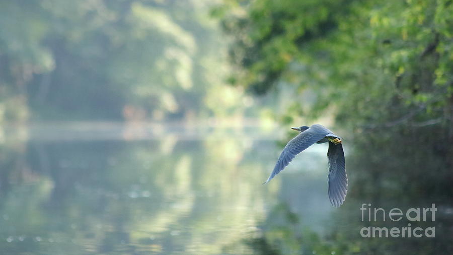 Green Heron in Flight Photograph by Erick Schmidt