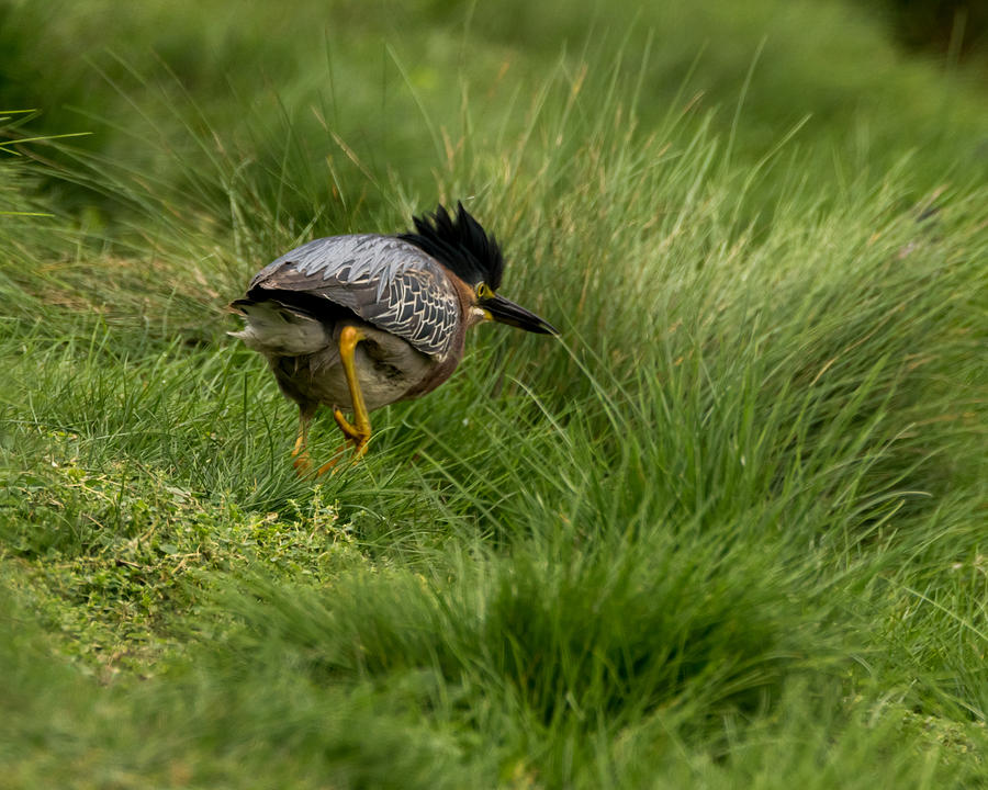 Green Heron in Pursuit Photograph by Ernest Echols