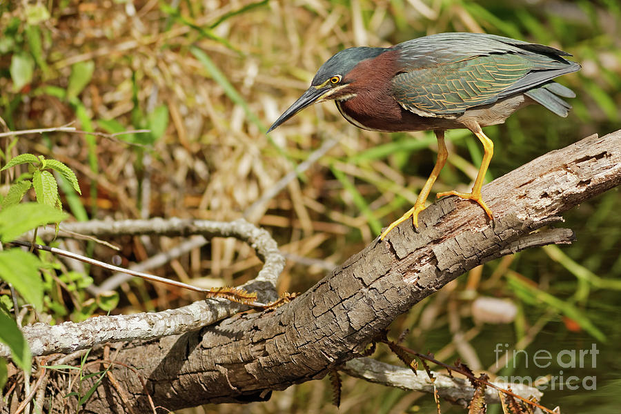 Green Heron in the Glades 2 Photograph by Natural Focal Point Photography