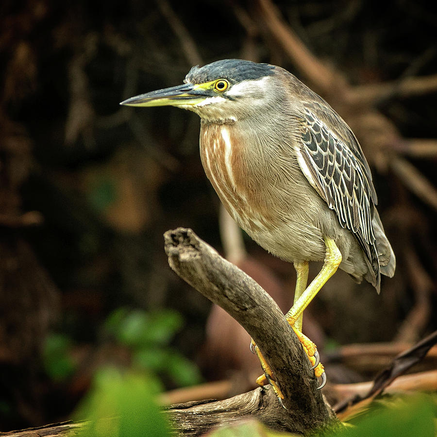 Green Heron in the Pantanal Photograph by Steven Upton