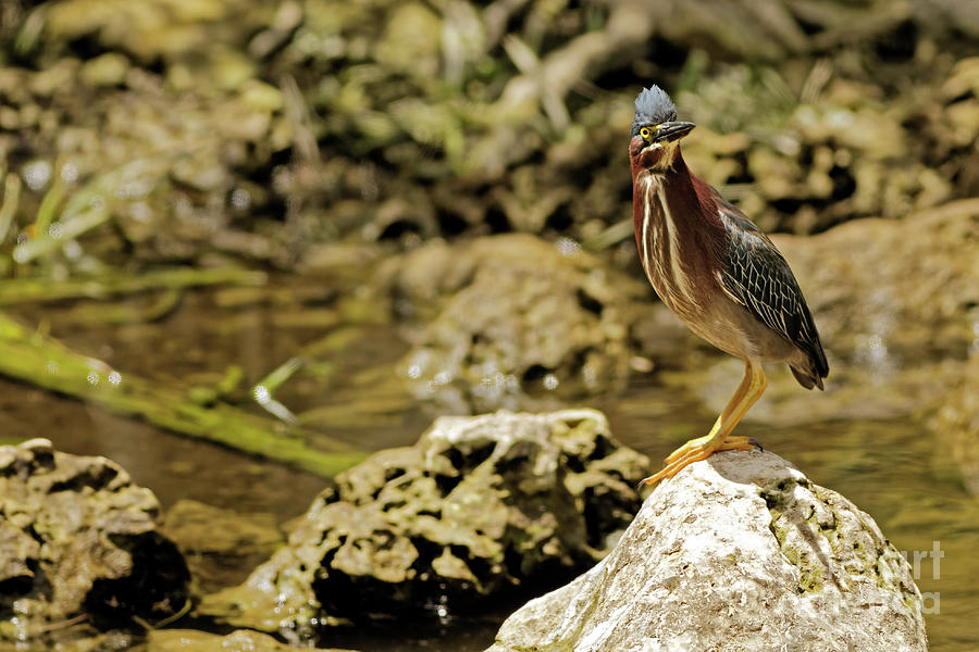 Green Heron in the Rocks Photograph by Natural Focal Point Photography