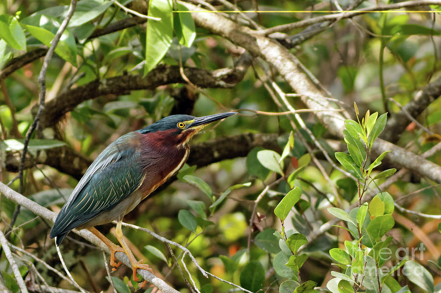 Green Heron in the Trees Photograph by Natural Focal Point Photography