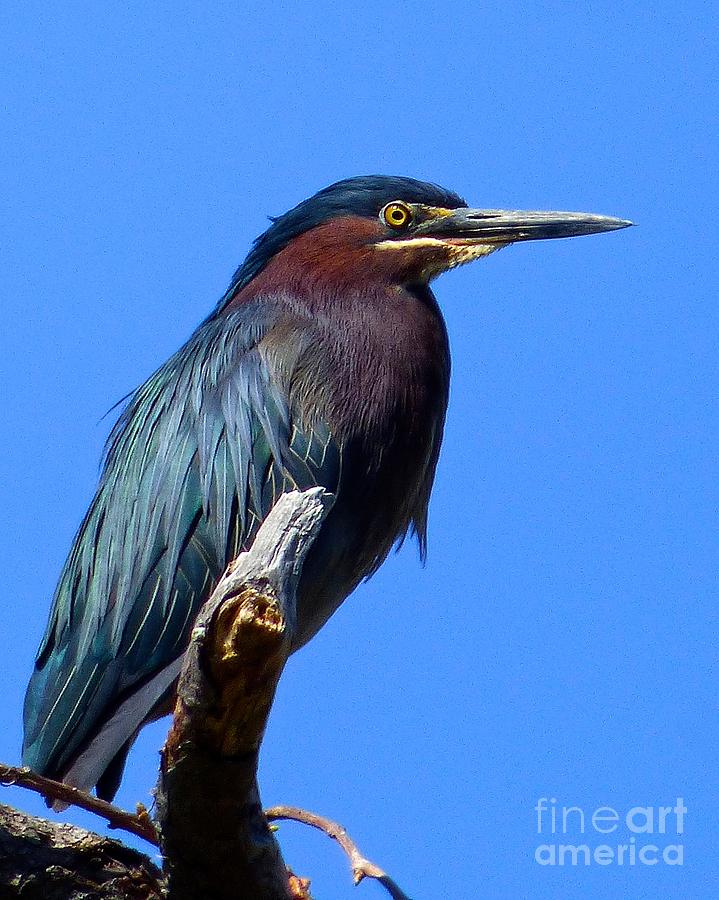 Green Heron Photograph by Jean Wright