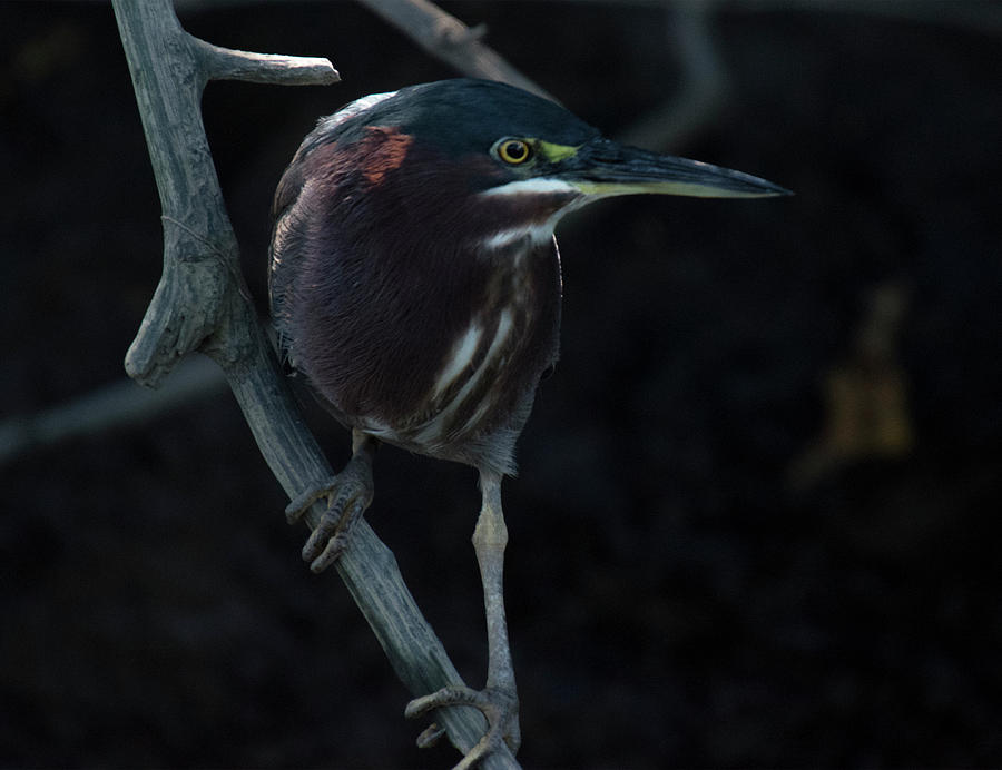 Green Heron Photograph by Jessica Levant