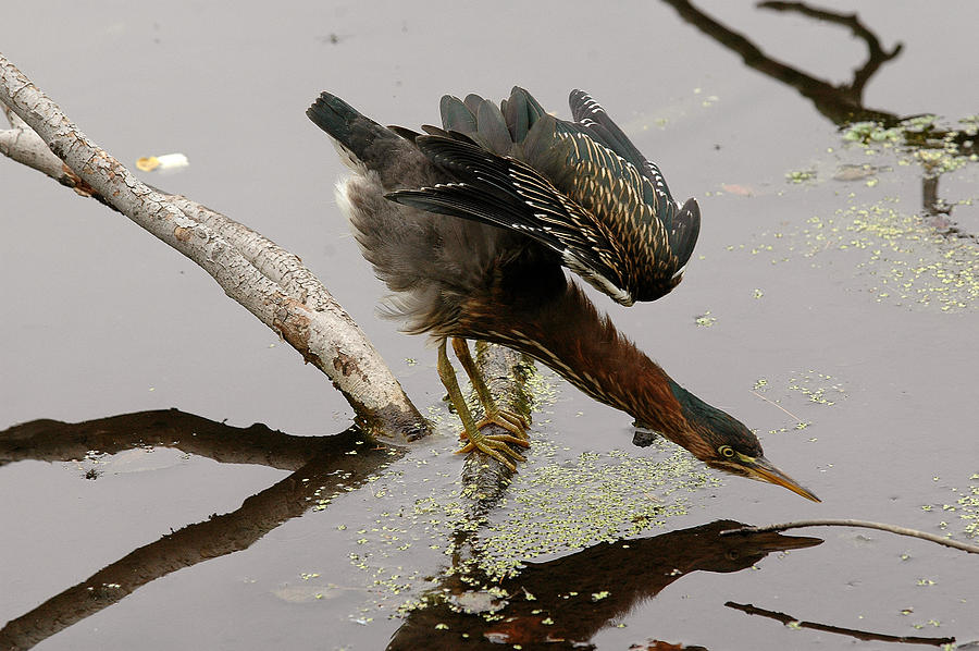 Green Heron Photograph by JT Lewis