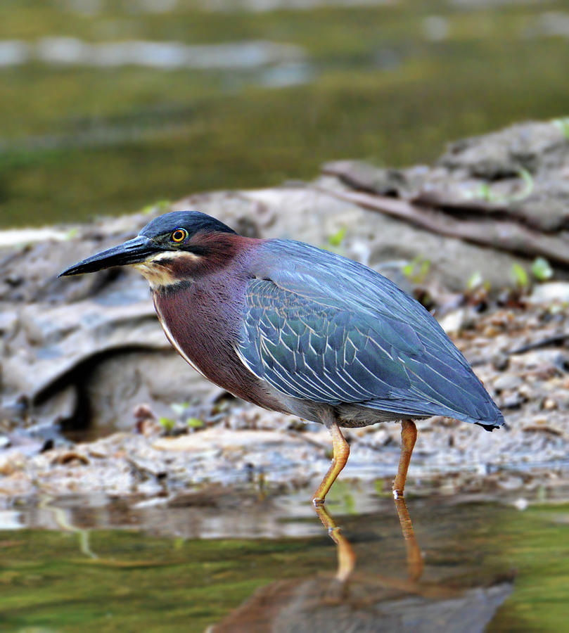 Green Heron Photograph by Kathy Kelly - Fine Art America