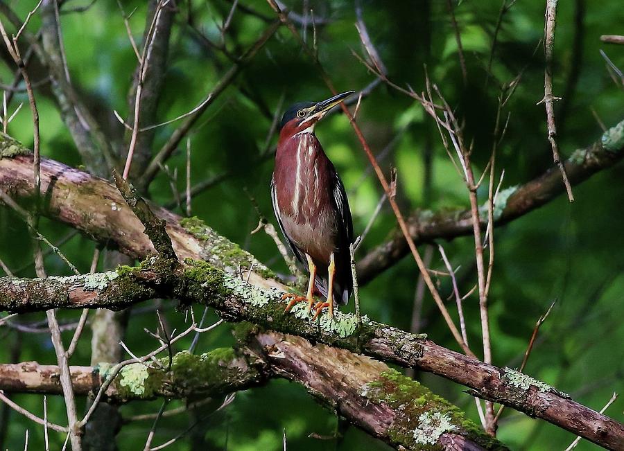 Green Heron Photograph by Kevin Craft