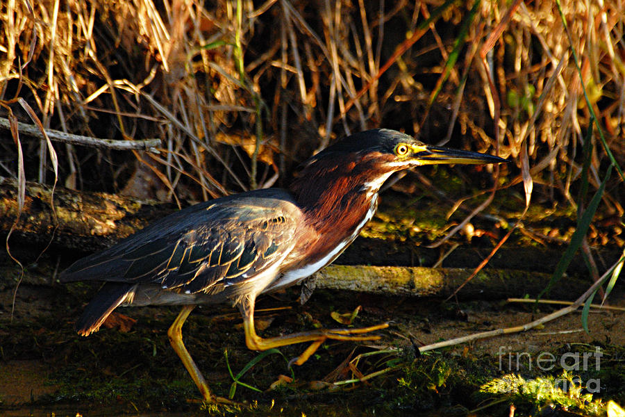 Green Heron Photograph by Larry Ricker