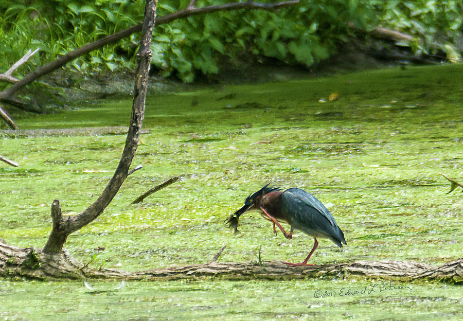 Green Heron Lunch Photograph by Ed Peterson