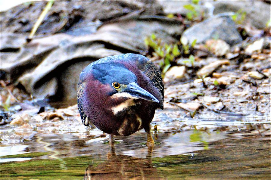 Green Heron Male Photograph by Kathy Kelly