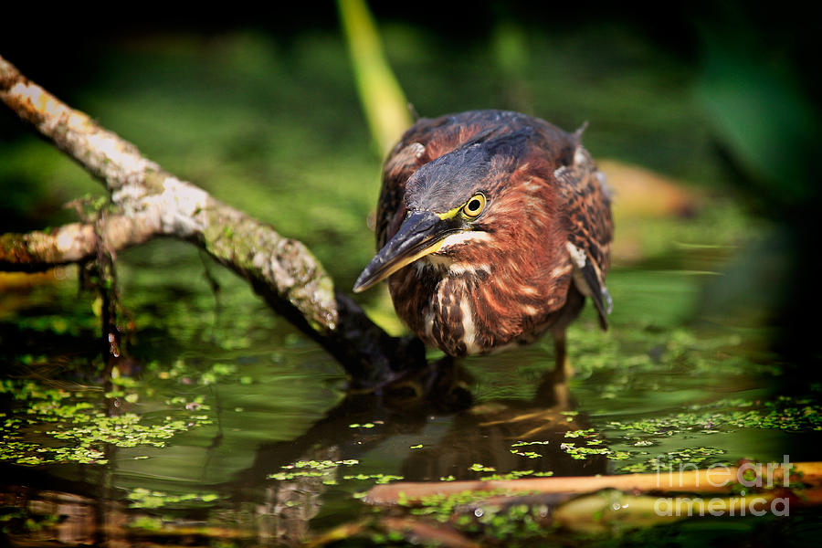 Bird Photograph - Green Heron by Matt Suess