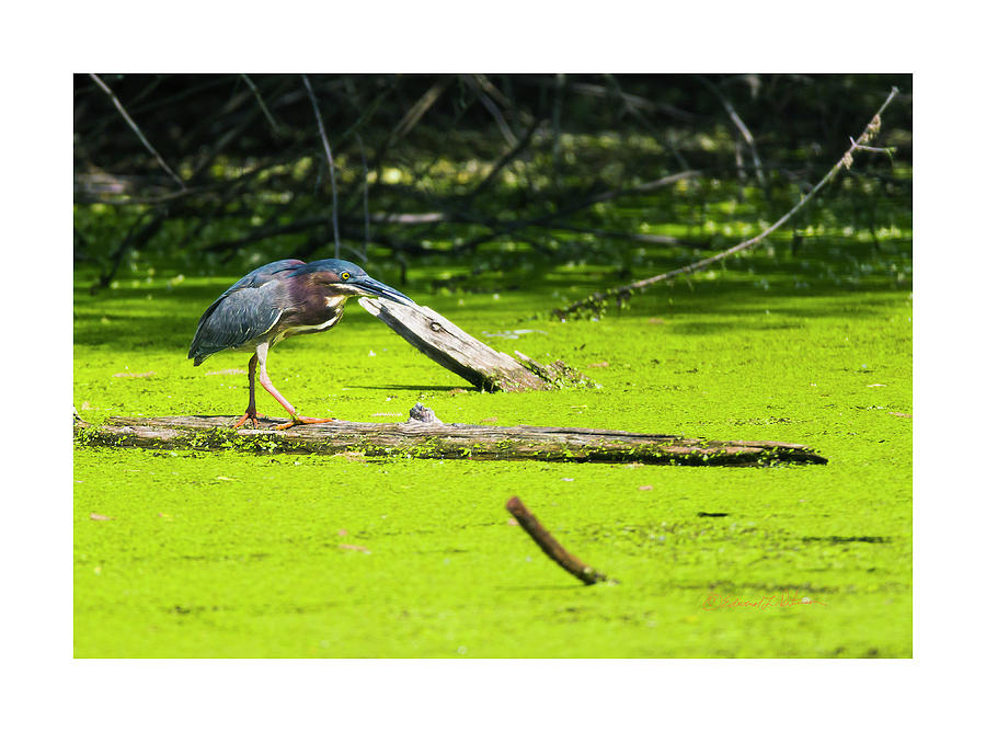 Green Heron On A Log Photograph by Ed Peterson