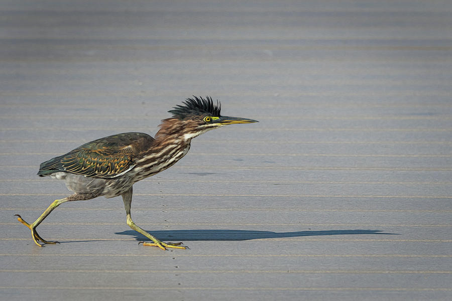 Green Heron On a Mission Photograph by Cindy Lark Hartman