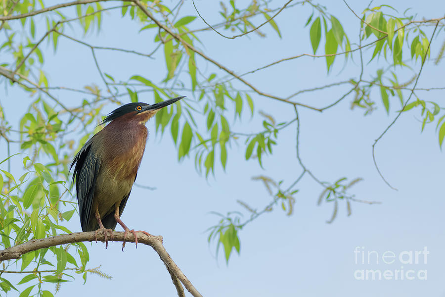 Green Heron On High Photograph by Natural Focal Point Photography