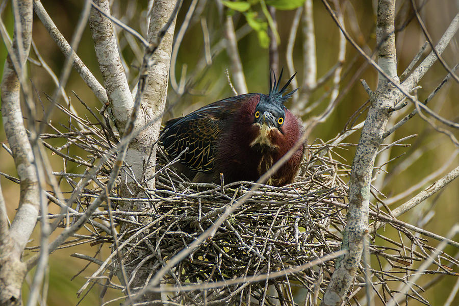 Green Heron on Nest Photograph by Dawn Currie