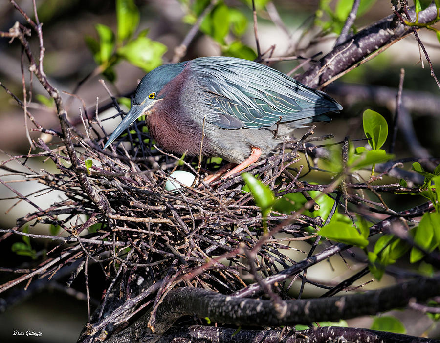 Green Heron On Nest Photograph by Fran Gallogly