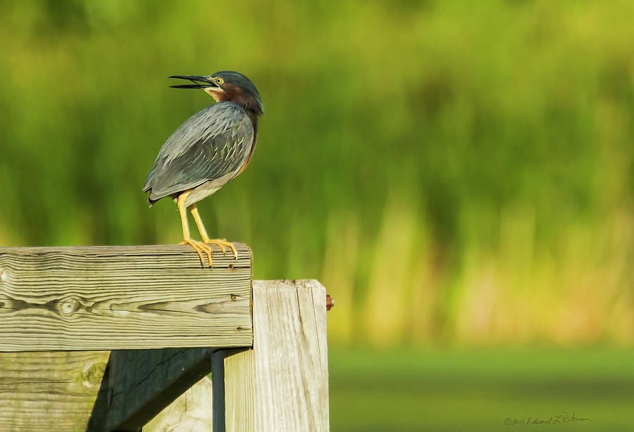 Green Heron On The Corner Photograph by Ed Peterson