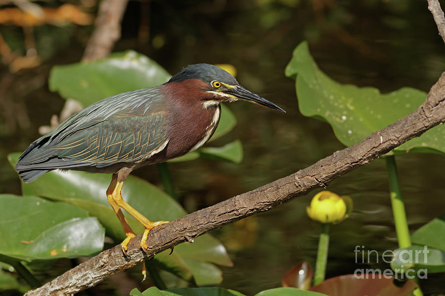 Green Heron on the Glades Photograph by Natural Focal Point Photography