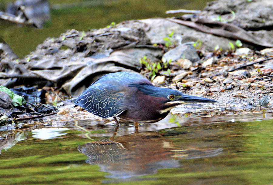 Green Heron on the Shore Photograph by Kathy Kelly